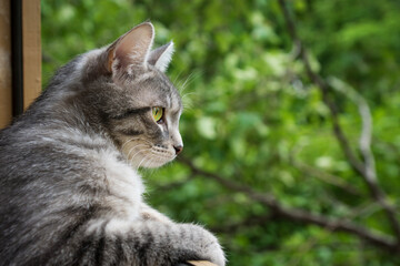 gray cat sits at the open window and looks at the green trees. close up