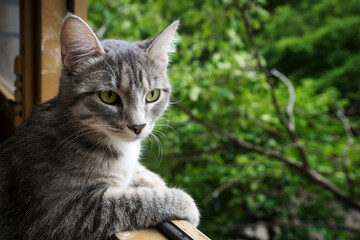 gray cat sits at the open window and looks at the green trees. close up