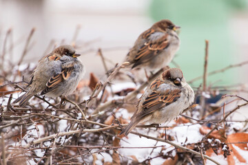 Three sparrows birds on branch in bush with snow in winter in town, city