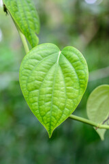 Black Pepper Leaf