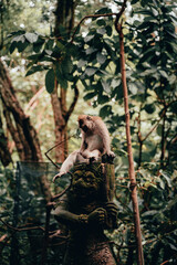Monkey from Bali