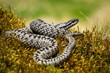 Dangerous common viper, vipera berus, basking twisted on green moss in summer nature. Toxic...