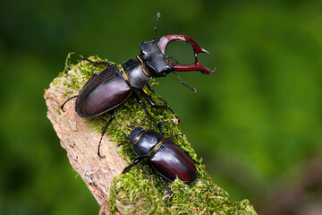 Pair of stag beetles, lucanus cervus, standing on a mossy branch in summer nature. Couple of large insects in fresh environment. Male bug with antlers and female close together.