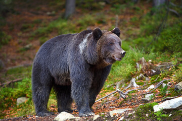 Obraz na płótnie Canvas European brown bear in the forest. Big brown bear in forest.