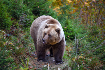 Fototapeta na wymiar European brown bear in the autumn forest. Big brown bear in forest.