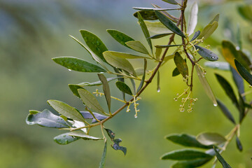 Olivenbaum in Toskana