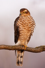 Eurasian sparrowhawk, accipiter nisus, sitting on branch in autumn nature. Bird with long tail resting on twig in vertical composition. Quick bird of prey looking on tree.