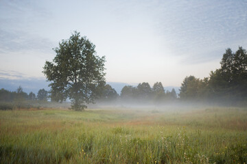 Obraz na płótnie Canvas low fog in the field at dawn