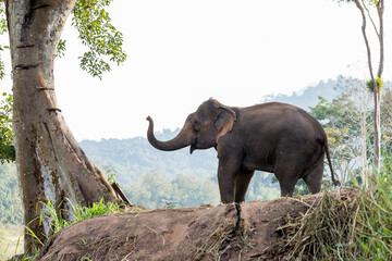 Elephant standing under tree in Laos elephant sanctuary