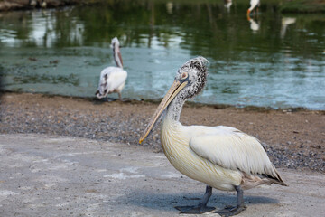 The great white pelican bird in garden at thailand