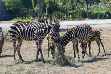 Fototapeta na wymiar The burchell zebra in farm at thailand