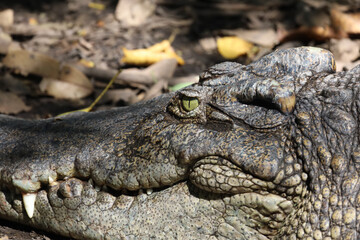 Close up head crocodile is show eye in thailand.
