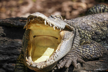 Obraz premium Close up head crocodile is show mouse in thailand.