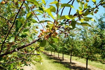 Fototapeta na wymiar Plum Tree Plantation, Agriculture field. fresh unripe organic plums orchard with green leaves on fruit tree branch. plums in a agriculture field. summer orchard full of fruits, unripe prunes. Germany