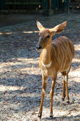 The Nyala baby is stay in garden at thailand