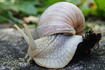 Mollusc helix pomatia snail close up image in Munich