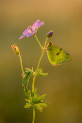 a butterfly Colias hyale on a pink field flower awaits dawn