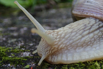 Super close up macro photograph of snail head, helix pomatia in Germany