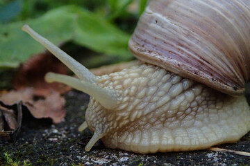 Helix pomatia close up image walking on the floor