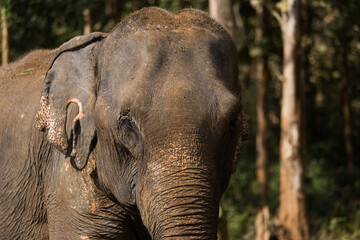 Fototapeta premium Elephant standing under tree in Laos elephant sanctuary