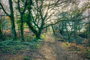 Obraz premium footpath in the woods