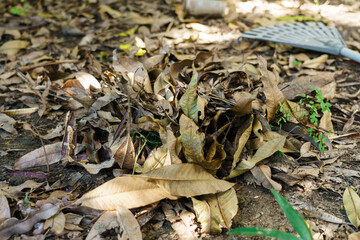 Piles of dry leaves in the garden that had fallen and were swept together