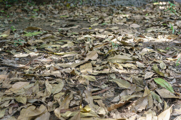 The garden floor was covered with dried mango leaves