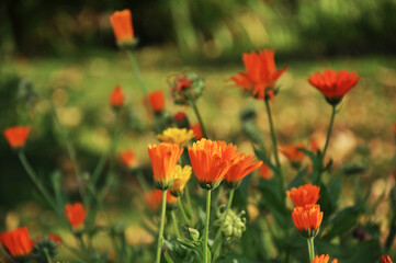 Fototapeta premium field of calendula flowers