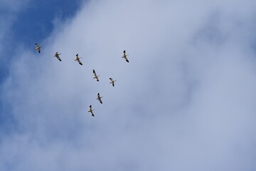 Snow geese in a cloudy sky, Montmagny