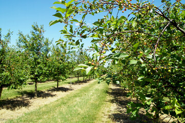 Fototapeta na wymiar Plum Tree Plantation, Agriculture field. fresh unripe organic plums orchard with green leaves on fruit tree branch. plums in a agriculture field. summer orchard full of fruits, unripe prunes. Germany