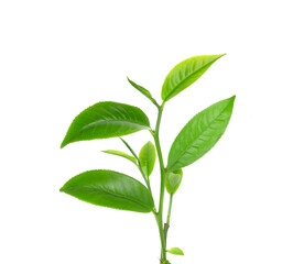 Fresh green tea leaf on white background