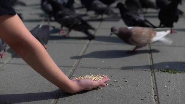 Teenager feeds pigeons from his handsanimals