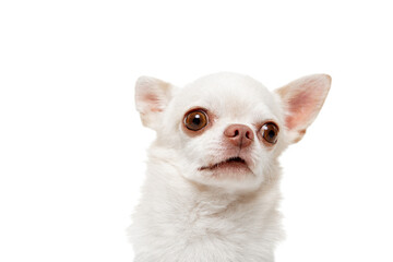 Chihuahua dog is posing. Cute playful white creme doggy or pet posing isolated on white background. Concept of motion, action, movement, pets love. Looks happy, delighted, funny. Half-length image.