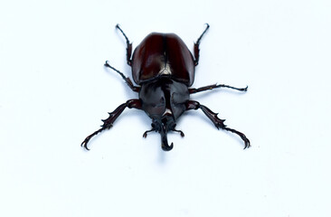 Rhinoceros beetle, Hercules beetle, Unicorn beetle, horn beetle male isolated on white background