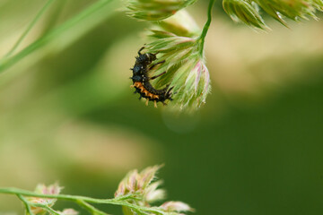 Larve des Asiatischern Marienkäfer (Harmonia axyridis )