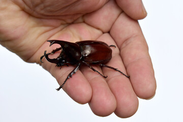 Rhinoceros beetle, Hercules beetle, Unicorn beetle, horn beetle, male in gentle hand on white...