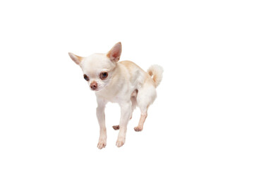 Chihuahua companion dog jumping. Cute playful white creme doggy or pet playing isolated on white studio background. Concept of motion, action, movement, pets love. Looks happy, delighted, funny.