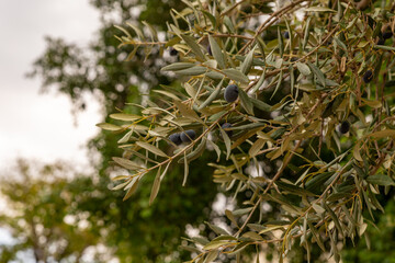 Olive tree  branch with leaves and ripe black olives near Lion Gate in the Old city of Jerusalem in Israel