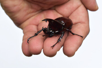 Rhinoceros beetle, Hercules beetle, Unicorn beetle, horn beetle, male in gentle hand on white...