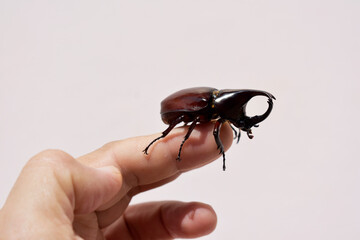 Rhinoceros beetle, Hercules beetle, Unicorn beetle, horn beetle, male in gentle hand on white background