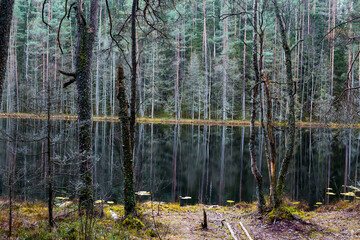 dead lake in the forest before winter