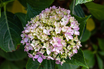 Pink hydrangeas blooming in a garden