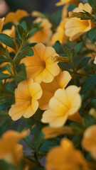 photo of artistic yellow petunia in the garden