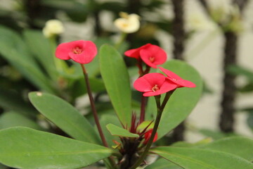 Obraz premium red and yellow flower