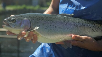Man in blue apron holding giant live fish in hands in fish farm, slow motion closeup
