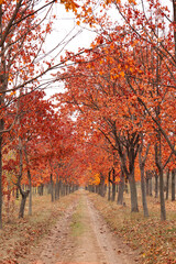Fototapeta premium Beautiful view of park with trees and road on autumn day