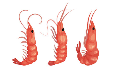 Cooked Shrimp or Prawn as Crustaceans Seafood Vector Set
