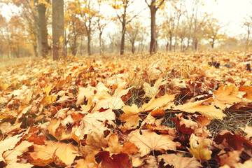 Fallen leaves on green grass in autumn park