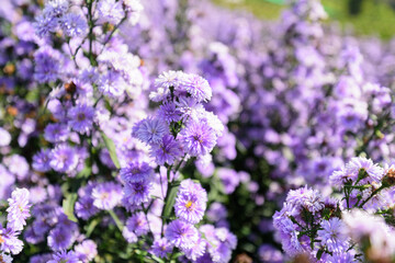 Fresh Margaret flower field garden at the mountain