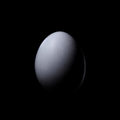 
White egg on black background